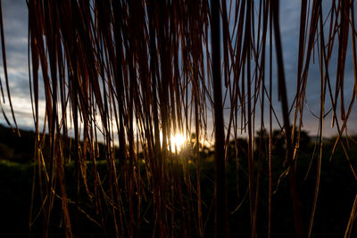 Close-up of stalks against sunset