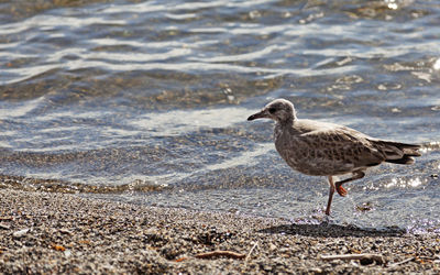 Side view of seagull walking on beach