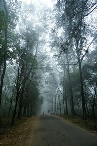 People walking on road amidst trees in foggy weather