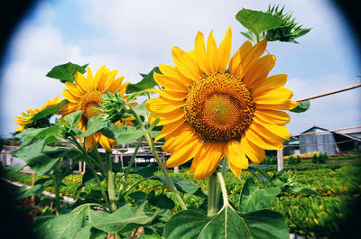 Close-up of sunflower blooming against sky