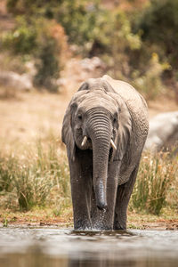 Elephant calf standing in lake