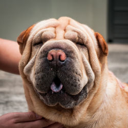 Close-up of cropped hand holding dog