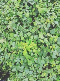 Full frame shot of plants growing on field