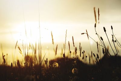Close-up of stalks in field against sunset