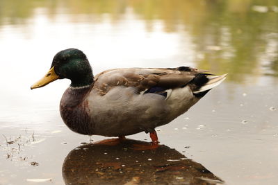 Close-up of mallard duck swimming in lake