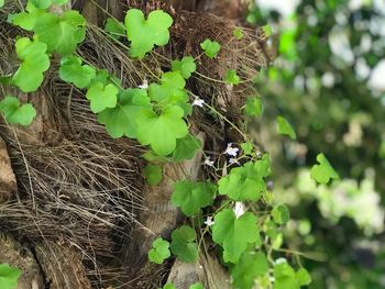 Close-up of bird on tree
