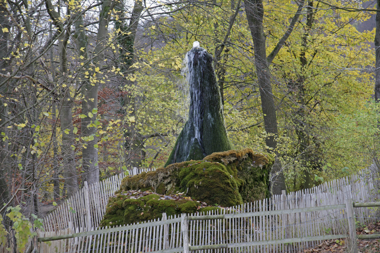 VIEW OF A TREE TRUNK