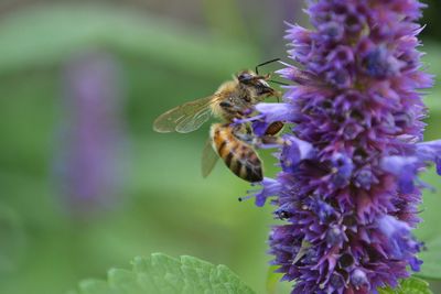 Honey bee pollinating on purple flower