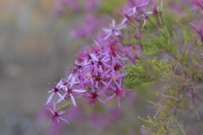 Close-up of pink flowering plant