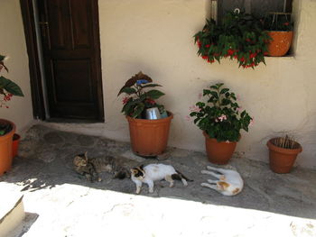 Potted plants on wall