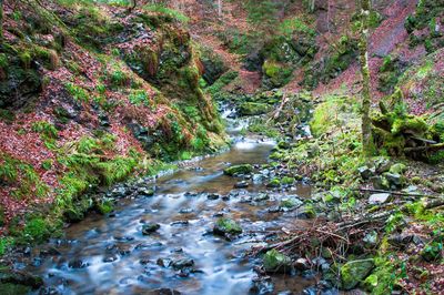 Stream flowing through forest