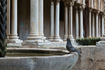 Bird perching on stone wall