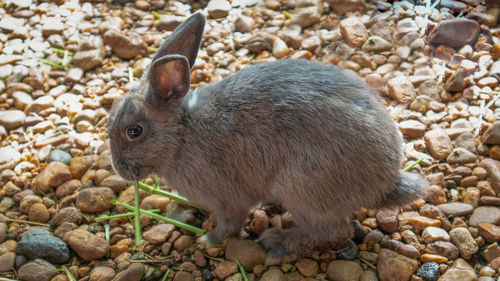 Close-up of rabbit