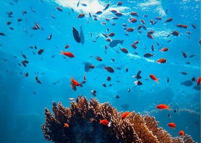 The underwater scenery of the sea is very beautiful, indonesia's marine habitat