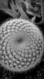 Close-up of white cactus