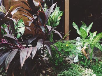 Plants growing in pond