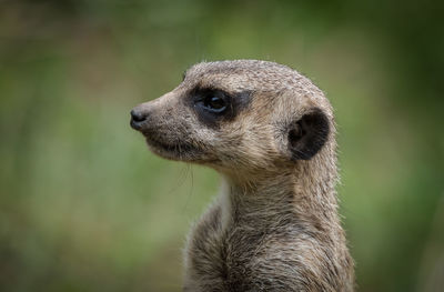 Close-up of an animal looking away