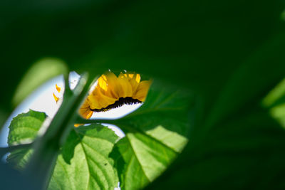 Close-up of yellow flower