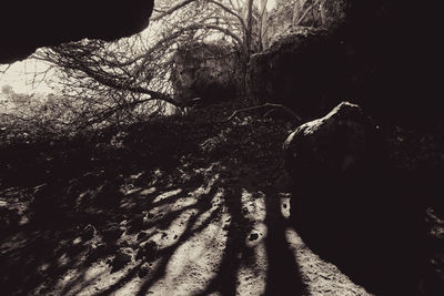 Shadow of tree on rock