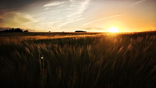 Scenic view of wheat field against sky at sunset