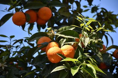 Low angle view of oranges growing on tree