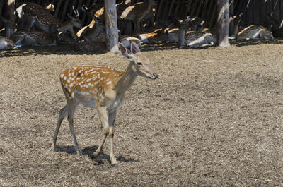 Sika deer close-up on a reindeer farm. the most endangered species of deer. foreground. wild farm.