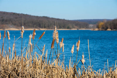 Close-up of plants growing on land against clear sky