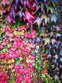 Full frame shot of autumn tree