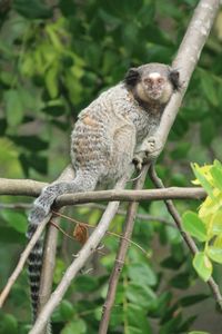 Portrait of monkey sitting on tree