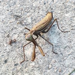 High angle view of insect