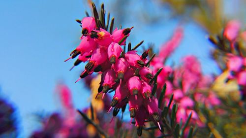 Close-up of pink flowers