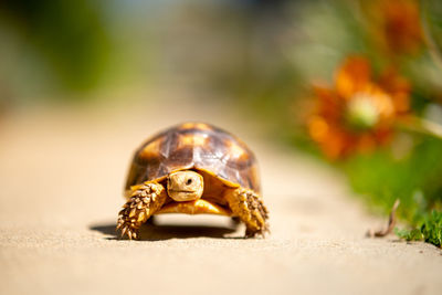 A baby sulcata tortoise walking on a path.