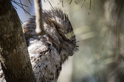 Close-up of bird on tree trunk