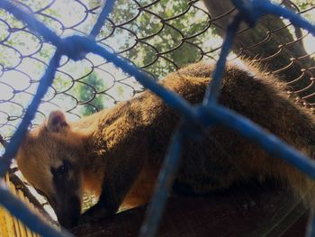 Close-up of cat in cage at zoo