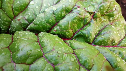 Close-up of wet leaf in rainy season