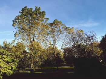 Trees against sky