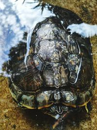 Close-up of tortoise in water