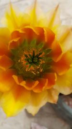 Close-up of yellow flower