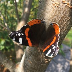 Close-up of butterfly on tree trunk