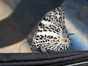 Close-up of butterfly