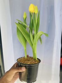 Close-up of hand holding potted plant