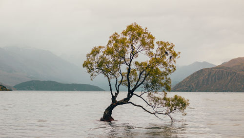 Tree by sea against sky