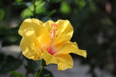 Close-up of yellow flowering plant