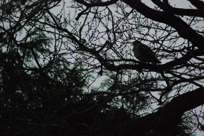 Low angle view of bird perching on a tree