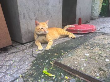 Portrait of cat sitting outdoors