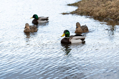 Ducks double date on a lake