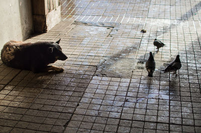 Cats on floor