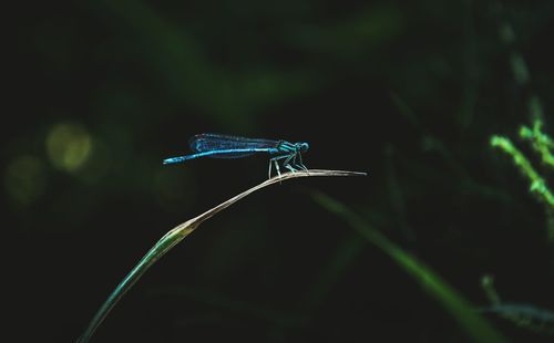 Close-up of damselfly on plant