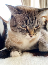 Close-up of a cat