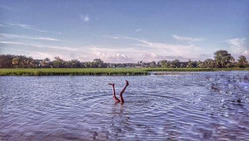 Low section of man diving in lake against sky